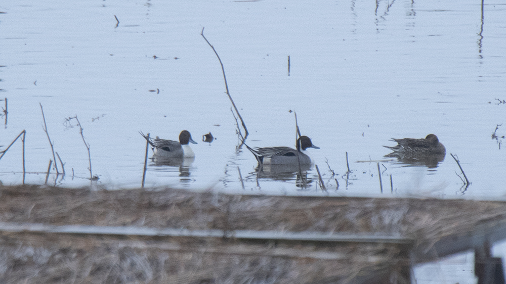 Northern Pintail